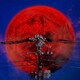女王蜂／夜天