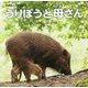 うりぼうと母さん―矢野誠人の写真絵本 [絵本]