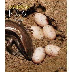 うまれたよ!トカゲ(よみきかせいきものしゃしんえほん〈36〉) [絵本]