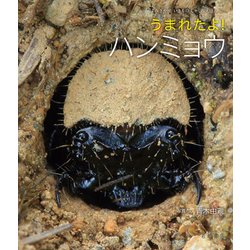 うまれたよ!ハンミョウ(よみきかせいきものしゃしんえほん〈40〉) [絵本]