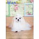 wan (ワン) 2021年 05月号 [雑誌]