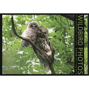WILDBIRD PHOTOS―MY 100 FAVORITE SHOTS 野鳥写真集 お気に入り100選 [単行本]