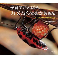 子育てがんばる、カメムシのおかあさん―ベニツチカメムシとボロボロノキ(小学館の図鑑NEOの科学絵本) [絵本]