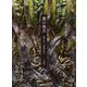 叢の視点―植物の新しい価値観を問う [単行本]