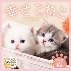 ヨドバシ Com ましかく子猫カレンダー幸せこねこ 22 単行本 通販 全品無料配達