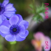 アネモネ