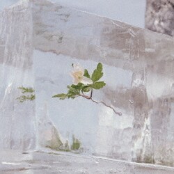 Efterklang／Windflowers