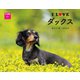 I LOVE ダックスカレンダー2022 [カレンダー]