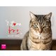 I LOVE ねこカレンダー2022 [カレンダー]