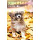 天国の犬ものがたり―いつも一緒(小学館ジュニア文庫) [新書]