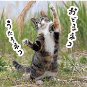 おどるネコうたうネコ [単行本]