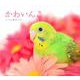 かわいんこ インコと小鳥のカレンダー 2022 [カレンダー]