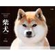 柴犬カレンダー 2022 [カレンダー]