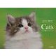 Catsカレンダー 2022 [カレンダー]