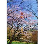句集　山桜 [単行本]