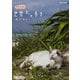 岩合光昭の世界ネコ歩き 沖縄 [DVD]