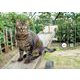 まちかどの猫カレンダー 2022 [カレンダー]