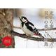 北から南 日本の美しい野鳥カレンダー 2022 [カレンダー]