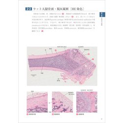 ヨドバシ.com - バーチャルスライド 口腔組織学 [単行本] 通販