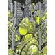 レッドリスト 絶滅進化論 4(ジャンプコミックス) [コミック]