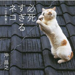 必死すぎるネコ―一心不乱篇 [単行本]