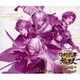 刀剣乱舞無双～胡蝶の調べ オリジナル・サウンドトラック