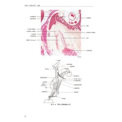 ヨドバシ.com - 新耳鼻咽喉科学 改訂12版 [単行本] 通販【全品無料配達】
