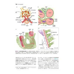 ヨドバシ.com - ギャノング生理学 原書26版(LangeTextbook シリーズ