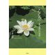 「こころ」―夏目漱石の世界 [単行本]