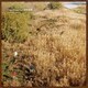 Laura day romance／roman candles|憧憬蝋燭