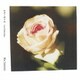 坂本美雨／かぞくのうた(feat.Hiroko Sebu)