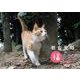 岩合光昭　福ねこカレンダー2023<2023年> [ムックその他]
