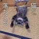 猫が落ちてる [単行本]
