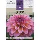 ダリア(NHK趣味の園芸 12か月栽培ナビ〈20〉) [全集叢書]