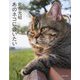 あのネコに会いたい(猫びよりの本) [単行本]
