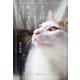 ネコはここまで考えている―動物心理学から読み解く心の進化 [単行本]