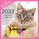 Cats Calendar 猫めくり リフィル2023－１年365日、猫まみれ 2023 [カレンダー]