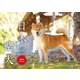 日本の柴犬カレンダー [カレンダー]