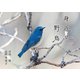 身近な野鳥カレンダー2023（壁掛け） [カレンダー]
