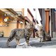 まちかどの猫カレンダー [カレンダー]
