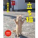 立ち猫カレンダー [カレンダー]