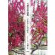 天野若作品集 こもりくだより [単行本]