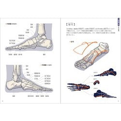 絶版:解剖学ノート9/10上肢と下肢の解剖(フランス語) 絶版:解剖学ノート9/10上肢と下肢の解剖(フランス語)