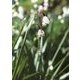 在りのまま―静かな愛に気づく [単行本]