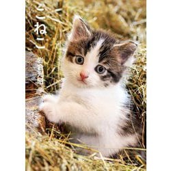 こねこ(写真文庫) [文庫]