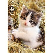 こねこ(写真文庫) [文庫]