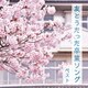 友とうたった卒業ソング ベスト (BEST SELECT LIBRARY 決定版)