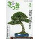 さつき研究 2023年 03月号 [雑誌]
