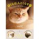 ぼくらは人とくらす猫―いっしょにあくびをしようよ [単行本]