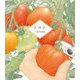 トマト [絵本]
